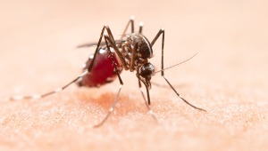 Todo lo que debe saber sobre el dengue