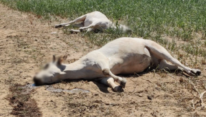 Mortandad de bovinos en el Tolima por temporada seca