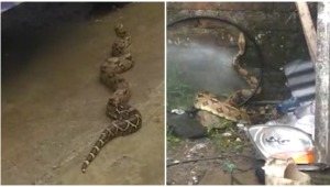Trabajadores de lavadero en Ibagué ahuyentaron a una serpiente con agua y se expusieron a ser mordidos