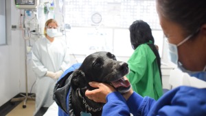 Según expertos, mascotas ayudarían a recuperar pacientes en UCI
