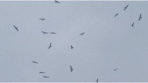 Cerca de 300.000 águilas cuaresmeras han pasado por el Tolima en su regreso a casa