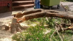 Autoridades talaron árbol en riesgo de caída en La Macarena