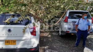 Solo un vehículo resultó averiado por caída de árbol en Mirolindo 