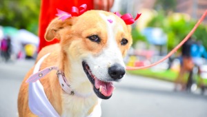 Desfile de mascotas en Ibagué contará con veterinarios y supervisores para evitar casos de maltrato