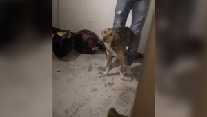En video: acusan a un sujeto de maltrato animal contra su perro en Ibagué
