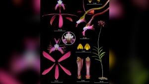 Fue descubierta una nueva especie de orquídea en el Tolima