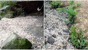No han sido identificados los responsables por caso de mortandad de peces en vereda de Ibagué