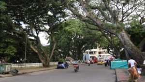 Cerrarán la calle 10 para realizar corte preventivo de árboles con afectaciones en el Parque Centenario