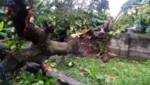 Vendaval provocó caída de árboles y afectaciones a viviendas en Venadillo
