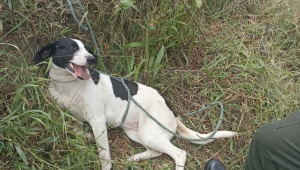 Salvan a una canina en Cajamarca de las manos de un maltratador 