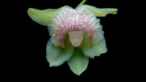 Descubren nueva especie de orquídea en el Tolima