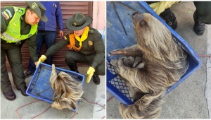 Rescataron un oso perezoso que estaba en peligro en zona rural de Ibagué