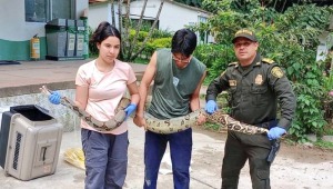 Serpiente de más de dos metros de largo sorprendió en zona rural de Ibagué