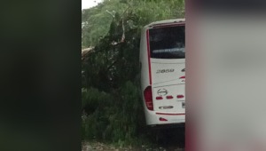 Caída de una rama provocó fuerte accidente entre El Espinal e Ibagué