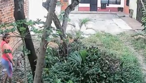 Acusan a una mujer de arrancar plantas en un sector de Ibagué