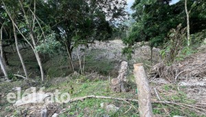 Congregación religiosa habría deforestado una reserva natural de Ibagué