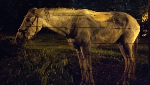 Al sol y al agua dejan amarrado a un caballo en El Salado: denuncian ciudadanos