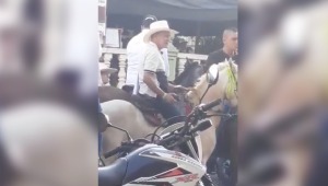 Alcaldía de Icononzo denunció al hombre que maltrató con un taser a un caballo durante una cabalgata