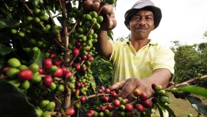 Ministra de agricultura propone hacer una Reforma Agraria solo para el sector cafetero