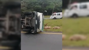 Camión que transportaba cerdos se volcó sobre la vía Ibagué - Gualanday 