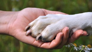 Proyecto de ley otorgaría 2 días de luto a trabajadores que pierdan sus mascotas 