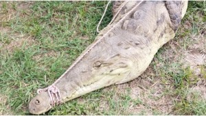 Liberaron a cocodrilo en el río Magdalena, cerca de Honda
