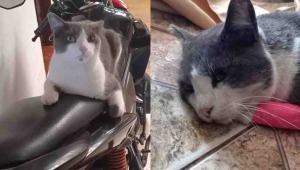 Conozca la historia de Coqui, un gatico que salió ahuyentado por la pólvora y tuvo un final trágico