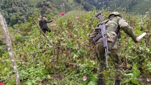 Informe deja al descubierto producción y rutas del narcotrafico en el Tolima