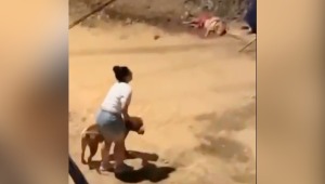Un perrito murió tras ser atacado por un pitbull en Ibagué