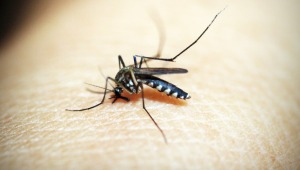 Evite la proliferación del dengue en temporada de lluvias