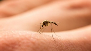 Alcaldía decretó emergencia sanitaria por dengue 