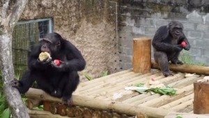 Imputan delito de maltrato animal agravado a cuidador de chimpancés en Pereira 