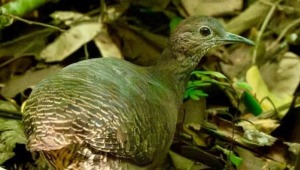 Avistadores descubrieron ave en el Tolima que se pensaba extinta en la región