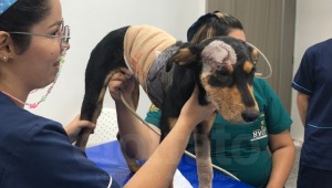 El perro Toby se recupera de las heridas que le causó un hombre con un machete