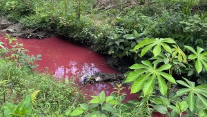 Denuncian posible contaminación de quebrada en la comuna Nueve de Ibagué