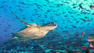 Diplomacia para la conservación protegerá las islas Galápagos