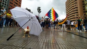 'Boquerona': la gallina que se que convirtió en la mascota del paro nacional en Ibagué
