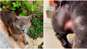 Buscan nuevo hogar para 'Gris' en Ibagué: un gato callejero que necesita de tratamientos