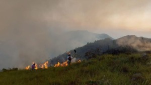 Incendio consumió 600 hectáreas de vegetación en Purificación 