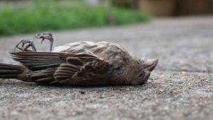 Explosión de pólvora provocó aumento en la muerte de aves, dice experto