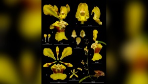 Nueva especie de orquídea fue descubierta en el Tolima por investigadores de la UT