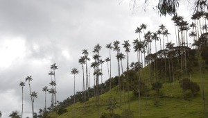 !El colmo! Invadieron con cultivos de aguacate zona protegida de palma de cera entre Ibagué y Cajamarca