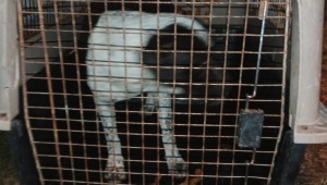 Rescatan a perro que era utilizado para cometer atracos en Ibagué