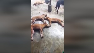 Denuncian envenenamiento de perros por parte de un hombre en hogar de rescate en El Espinal 