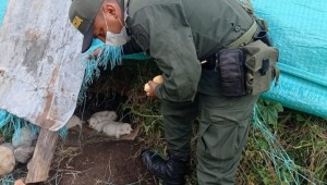 El acto de amor de Frank: el patrullero de la policía que rescata perros abandonados y maltratados en Murillo