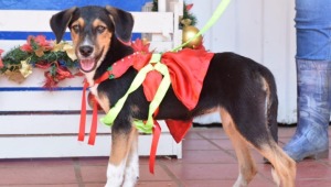 ¿Tiene mascotas? Prográmese y participe en el desfile navideño de la Alcaldía de Ibagué