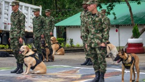 Llegan 11 refuerzos caninos al Tolima para la detección de explosivos 