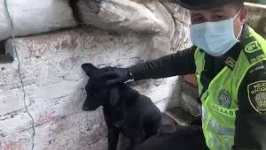 Policía Ambiental rescató en la vereda La Coqueta de Ibagué a perrito de un año que no podía caminar 