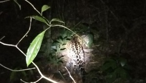 Ambientalistas piden proteger jaguar que ronda por área del Bosque de Galilea  