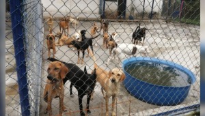 Gobierno Hurtado dejó a mascotas del Capa sin comida ni medicina